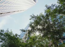 Looking up at Chicago skyscrapers through trees